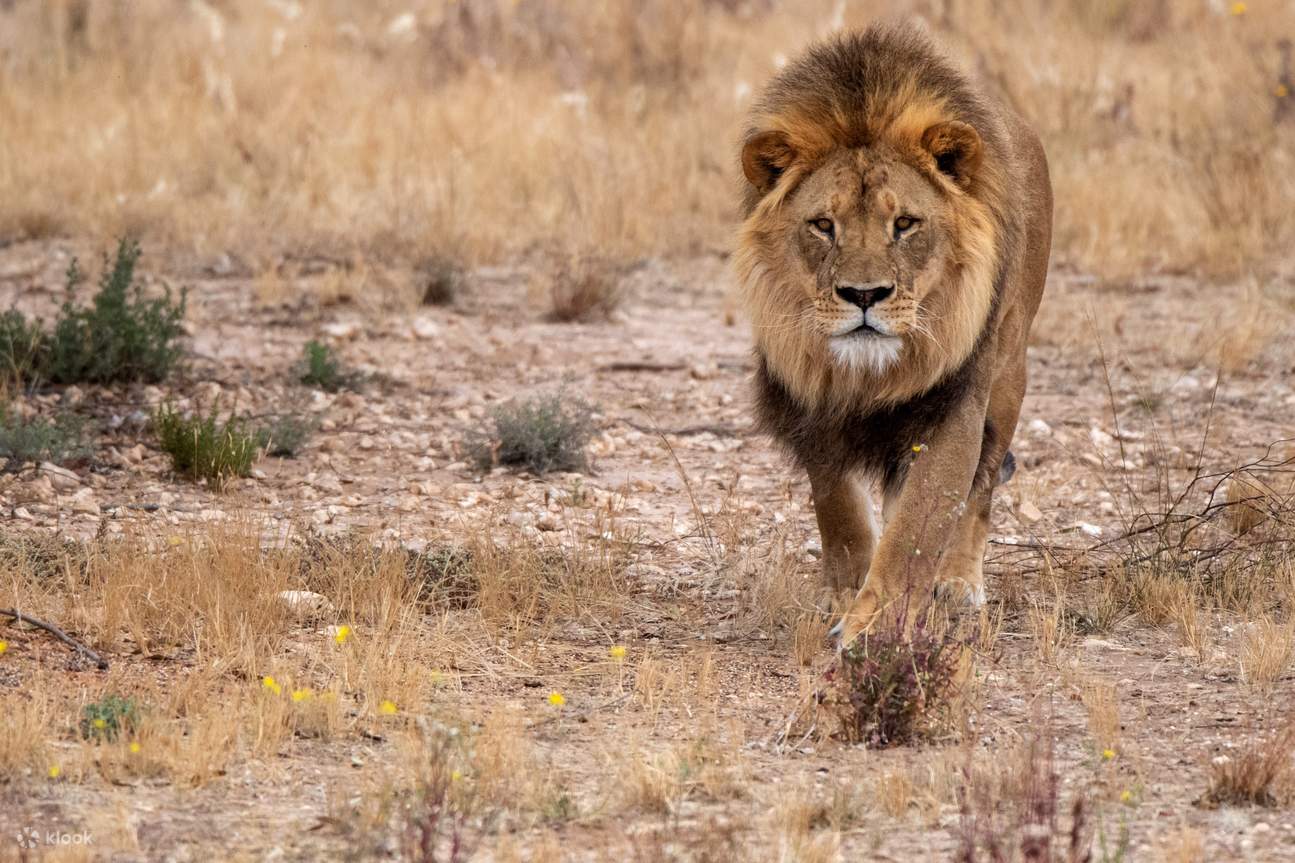 lions, zoo de Monarto