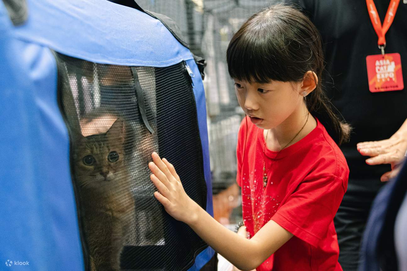 Bring your furry felines to Asia Cat Expo 2024! Klook Philippines
