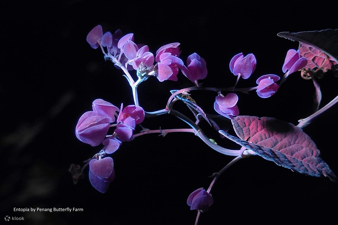 Billet pour Entopia by Penang Butterfly Farm
