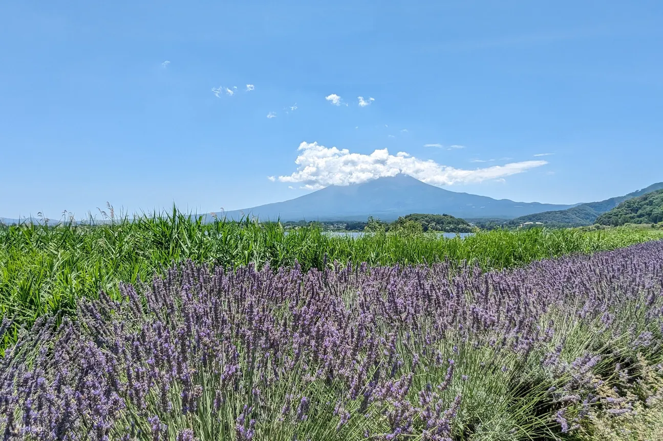 富士山与花景