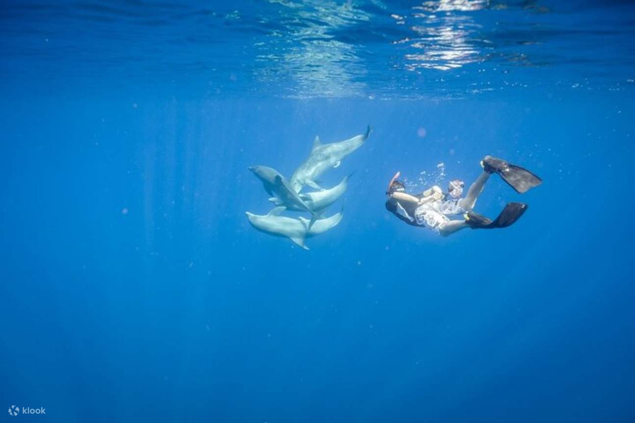 Nage avec les dauphins, excursion VIP de plongée en apnée avec déjeuner - Hurghada