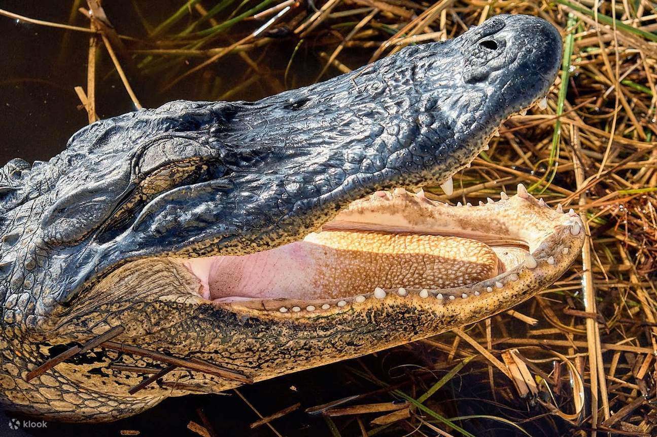 Dia complet: Aventura als Everglades amb una caminada seca - Klook Espanya