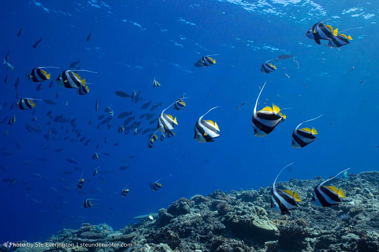 Lặn hai bình bao gồm đến 'The Supermarket'