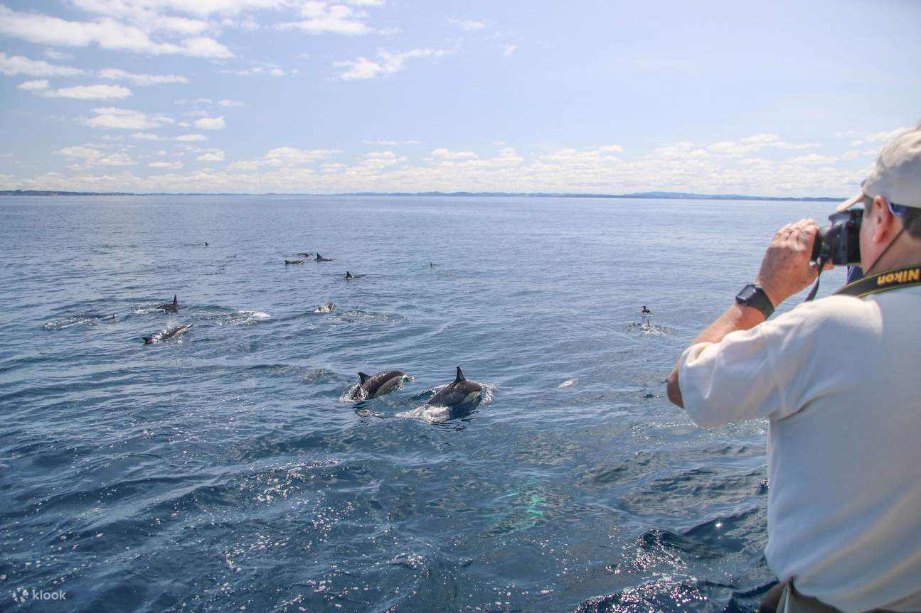 Crucero Safari de Ballenas y Delfines en Auckland