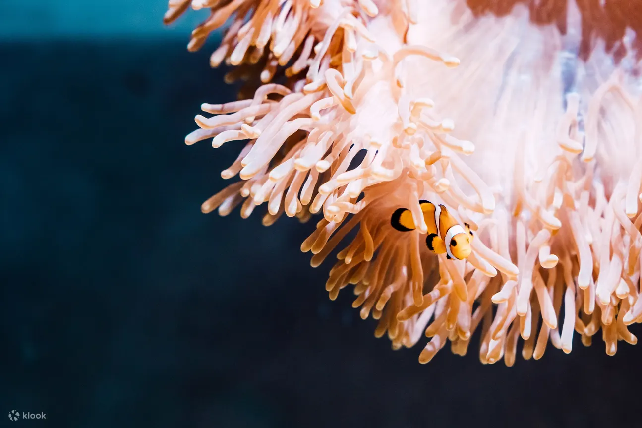 共生的海洋日常｜小丑魚與海葵