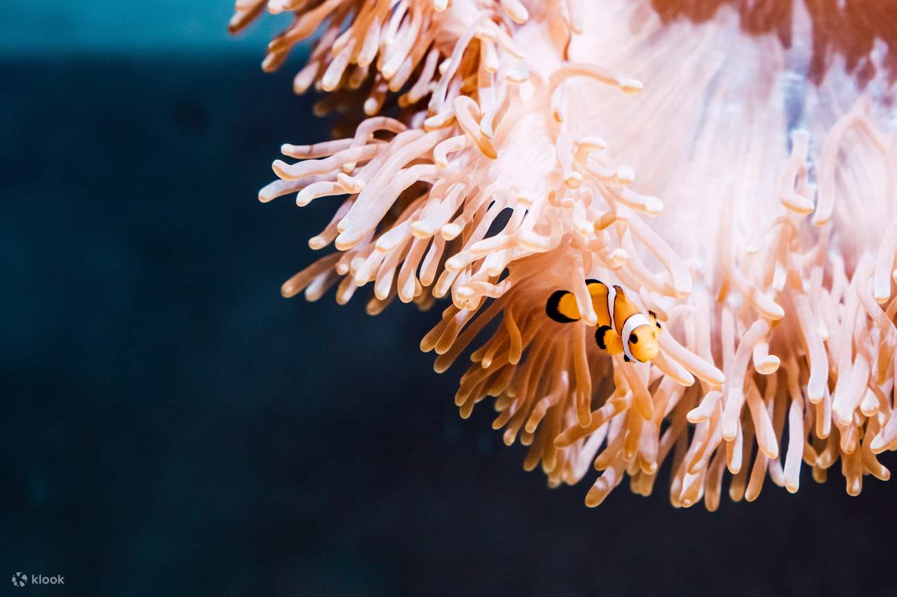 共生的海洋日常｜小丑魚與海葵