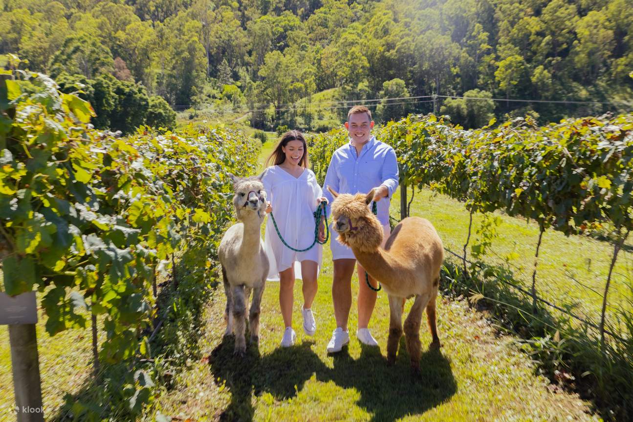 walking with alpacas