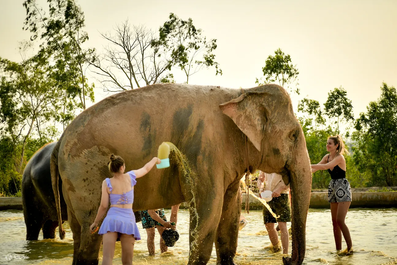 Elephant bathing
