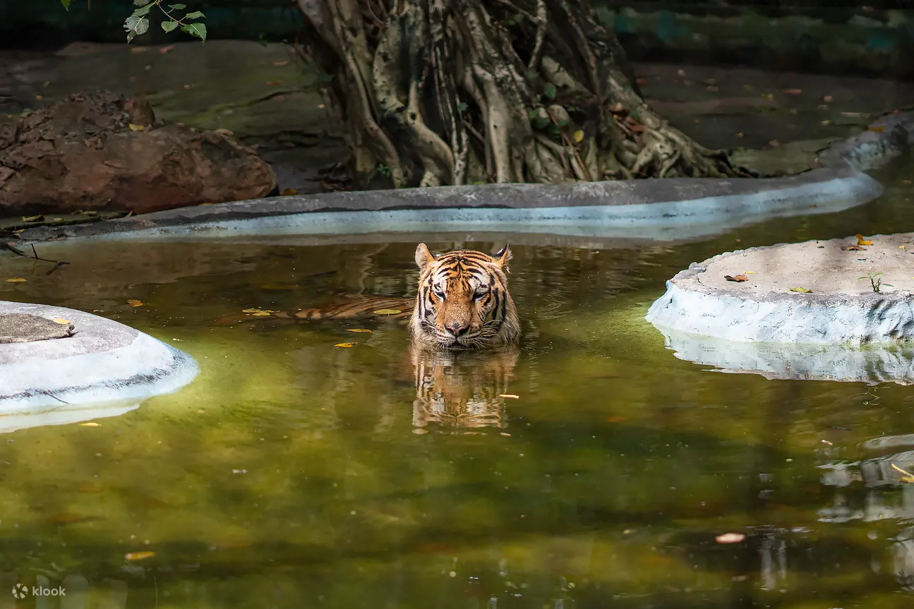  Vé Safari World Ở Bangkok