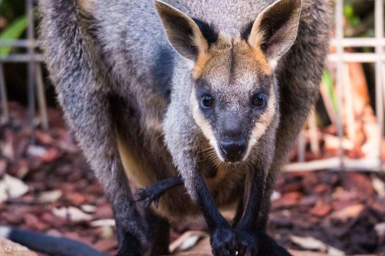 愛らしい野生動物に出会ったり、かわいい動物たちと触れ合ったりできるツアーです。