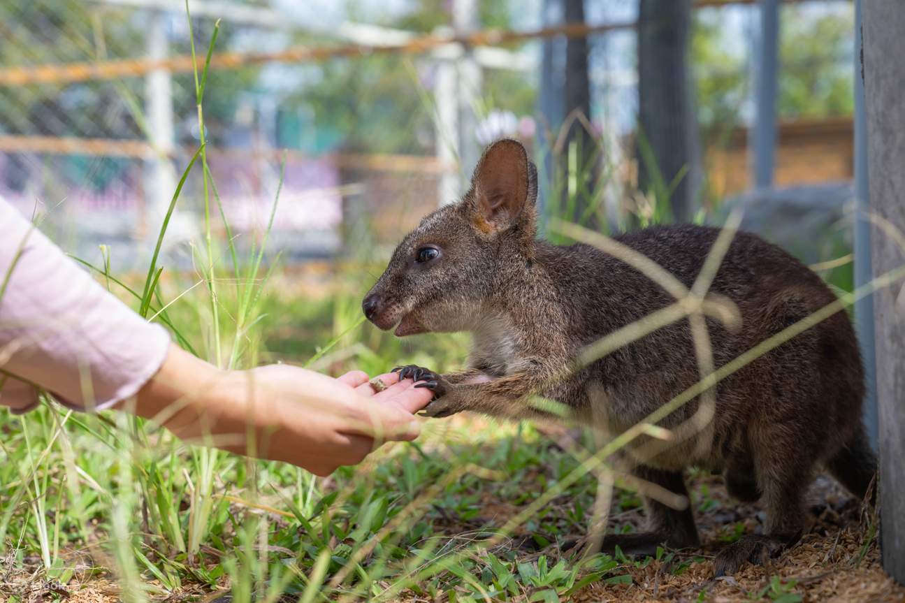 Театр «Звездный лес мечты»