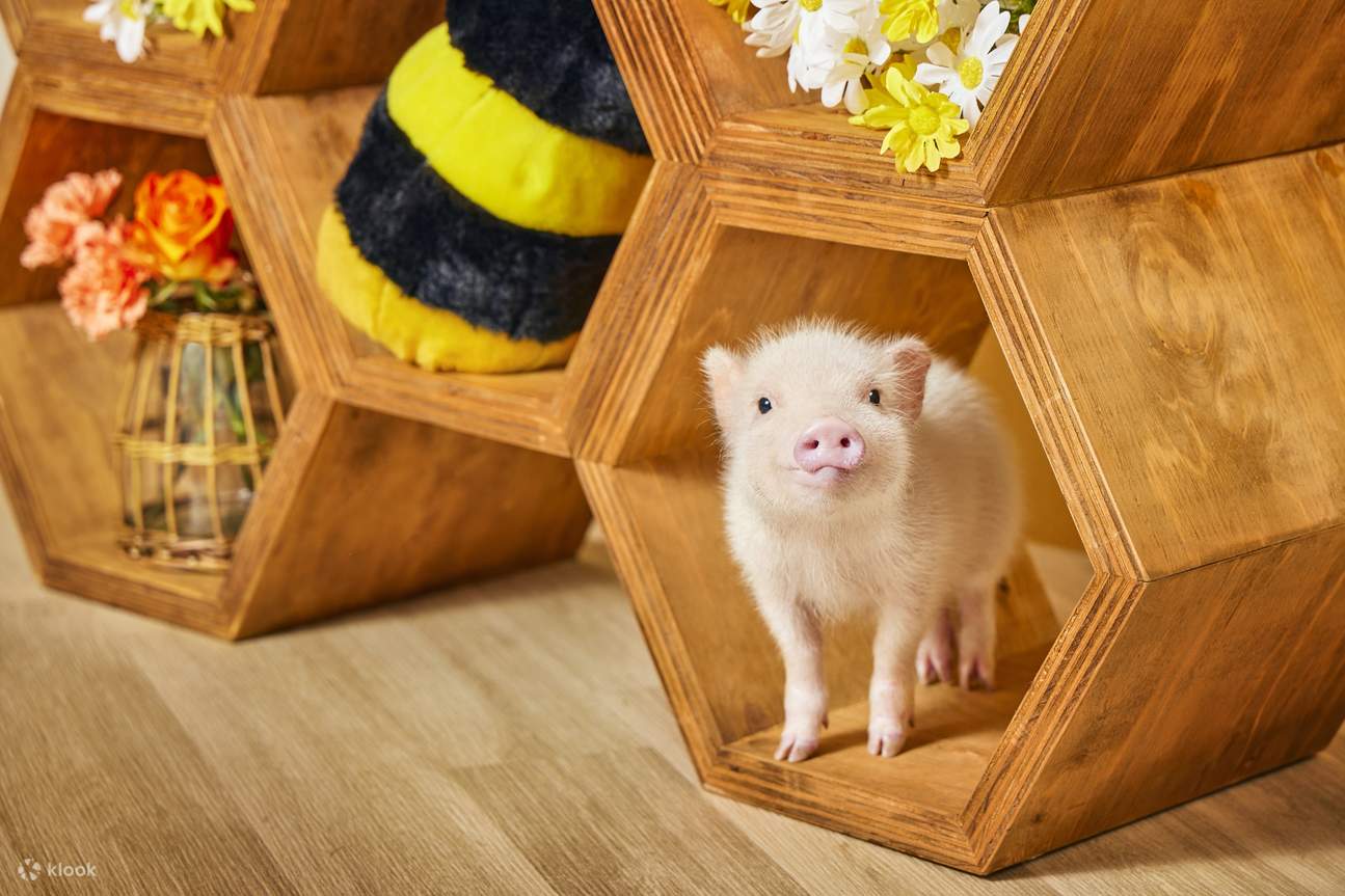 Mikroschwein liegt auf dem Schoß von jemandem