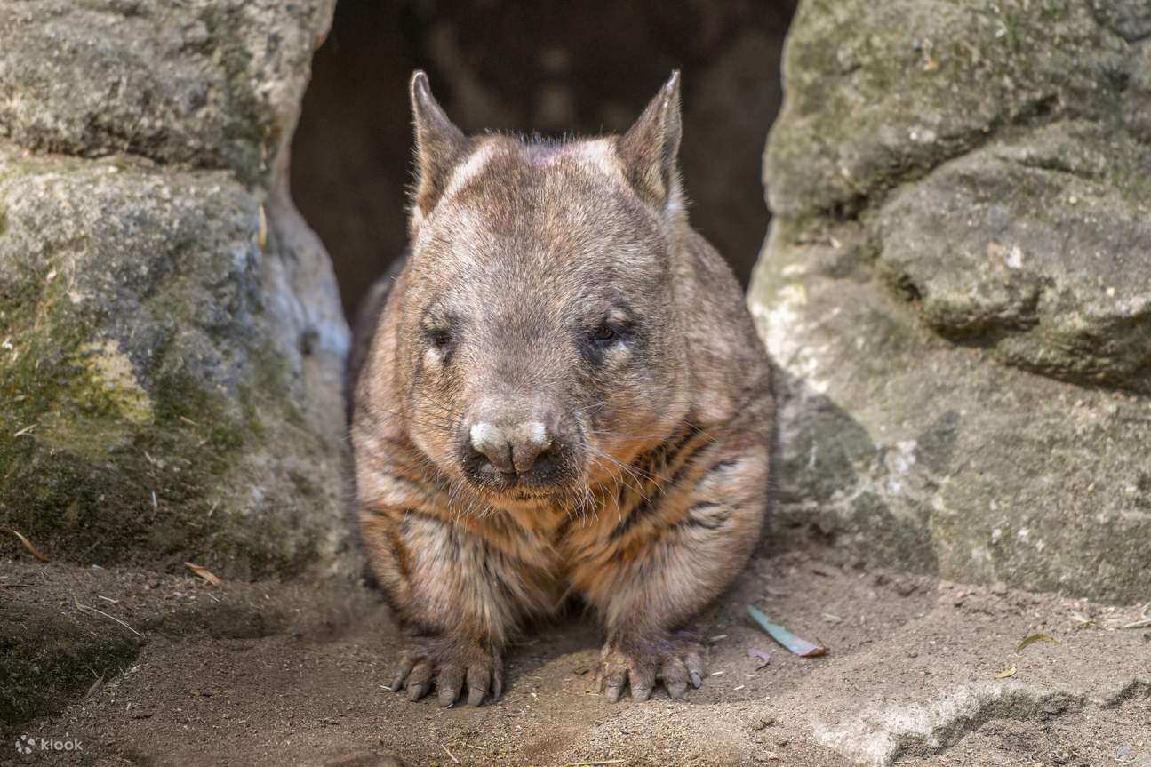 wombat
