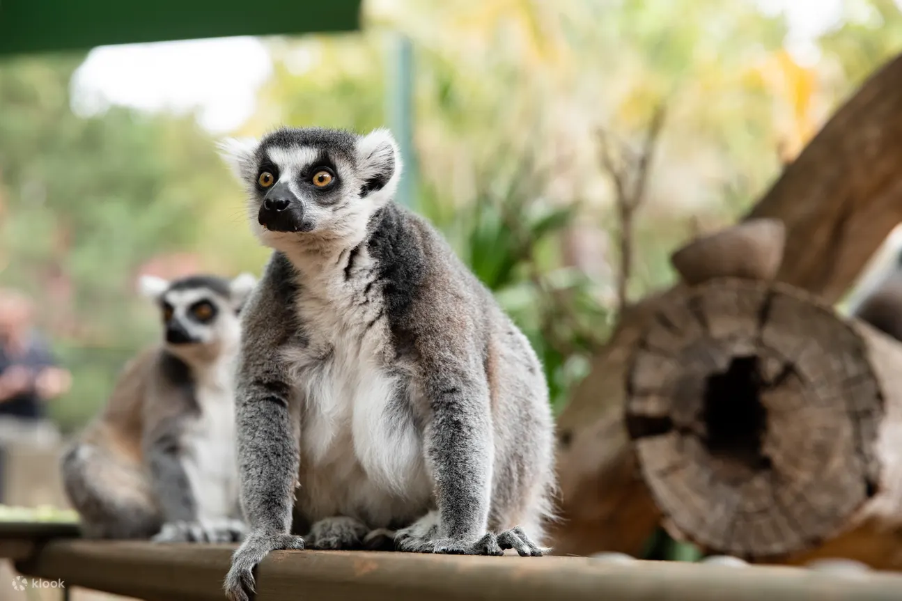 adelaide zoo lemur
