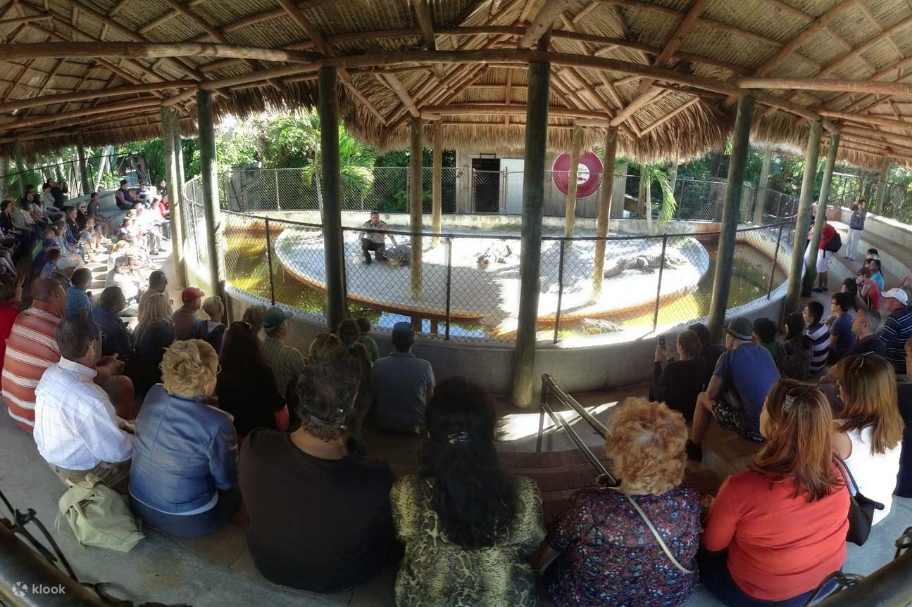 Presentazione dal vivo sugli alligatori mette in evidenza la fauna selvatica della Florida all'Everglades Safari Park