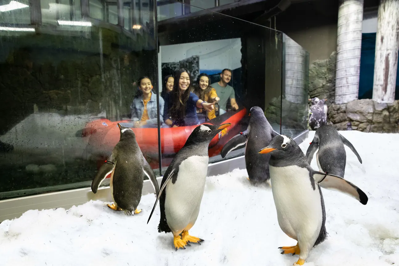 雪梨水族馆 - 雪梨水族馆企鹅