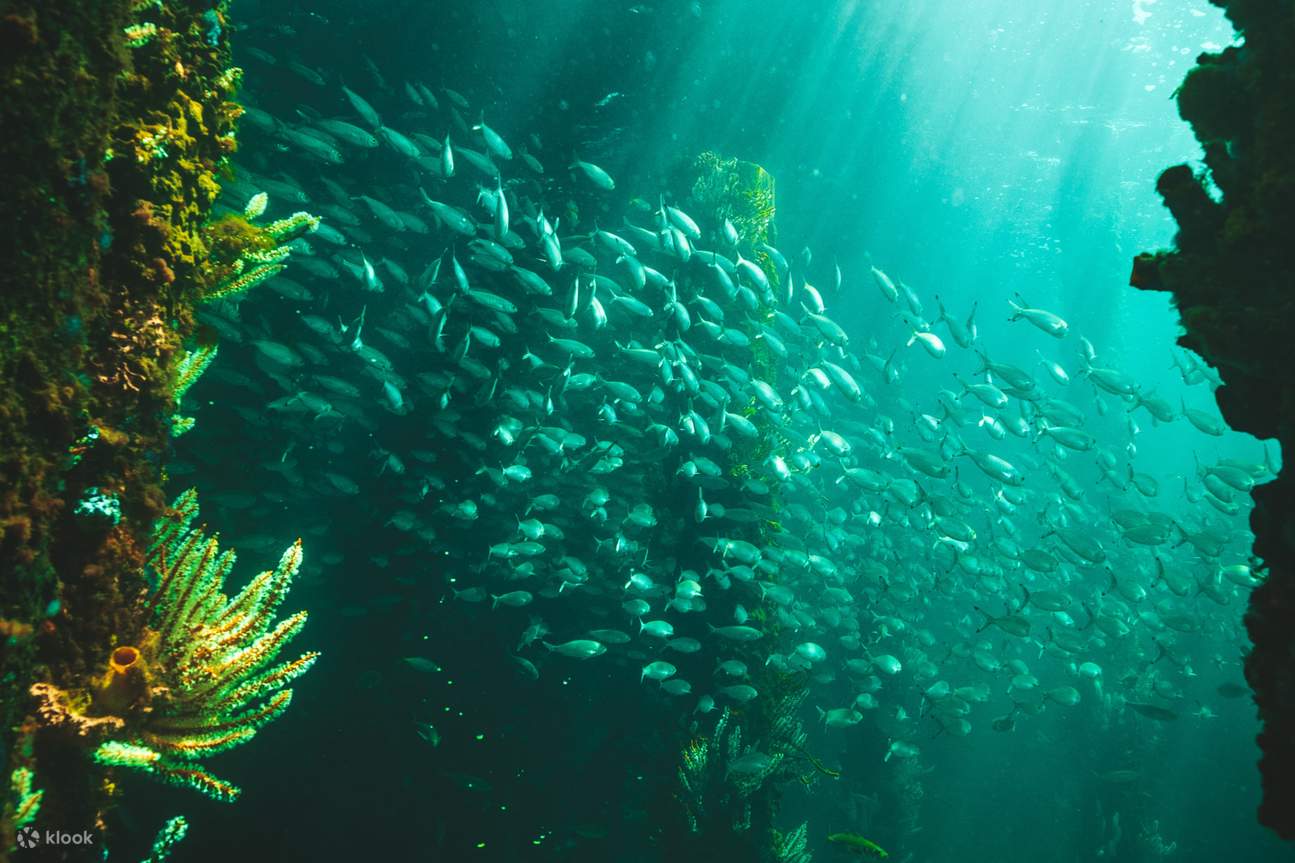 Busselton Jetty - Kehidupan Marin Busselton Jetty