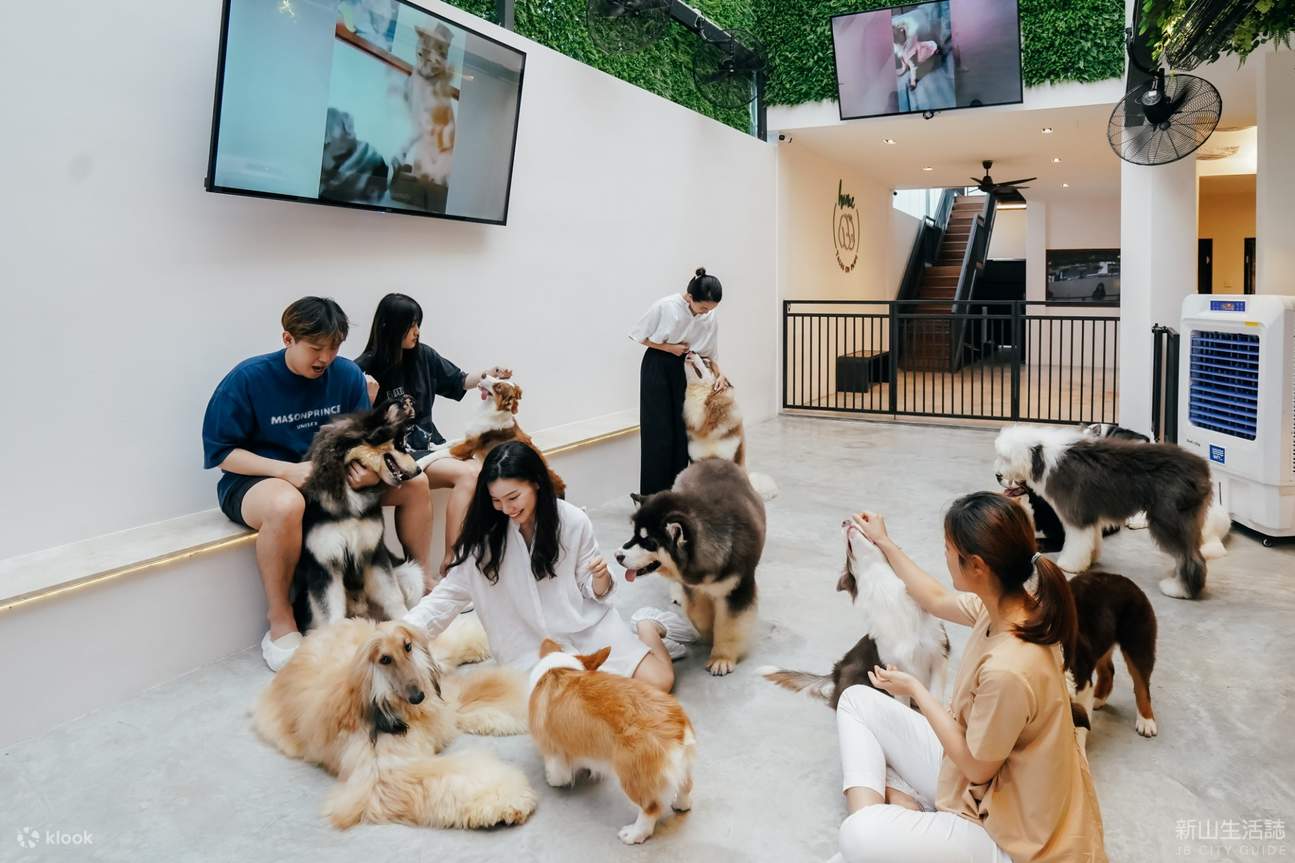 HOME Di Tales of Paws