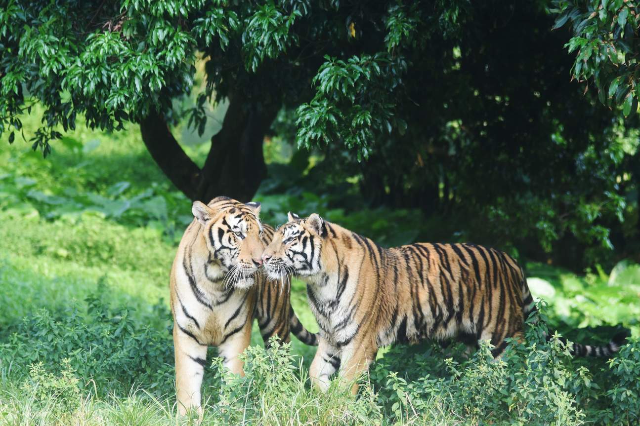 Shenzhen Safari Park Zoo ticket