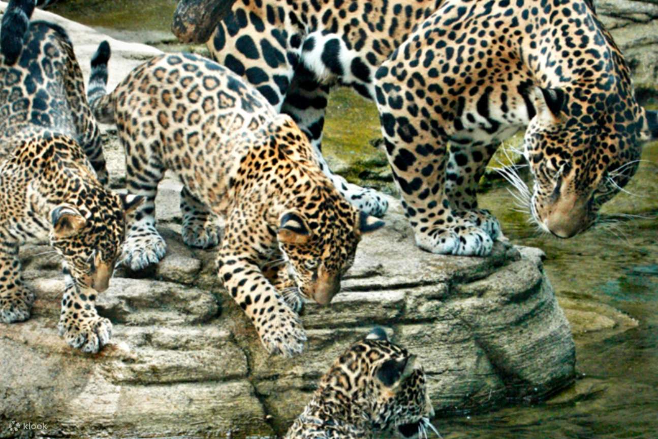 สัมผัสประสบการณ์สุดพิเศษที่สวนสัตว์วูดแลนด์พาร์ค ในย่านพินนีย์ริดจ์ ด้วย Seattle CityPASS®