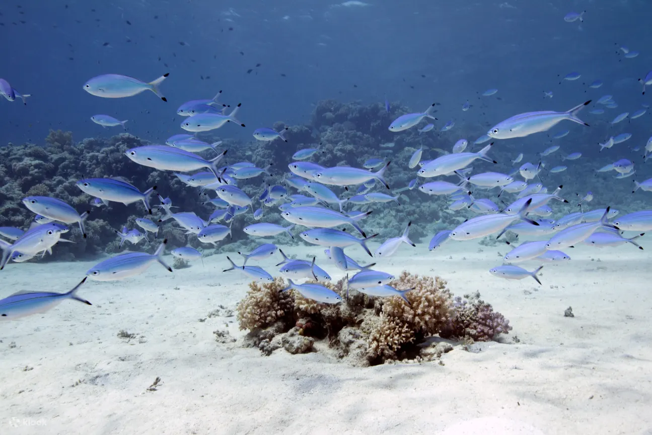 Immerse yourself in the beauty of the underwater world as you progress through the Open Water Course in Perhentian.