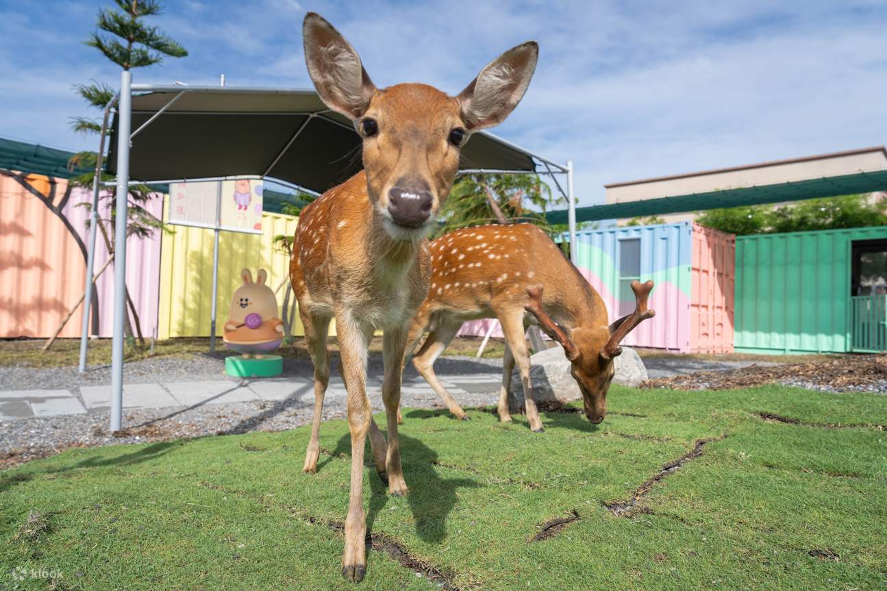 Театр «Звездный лес мечты»