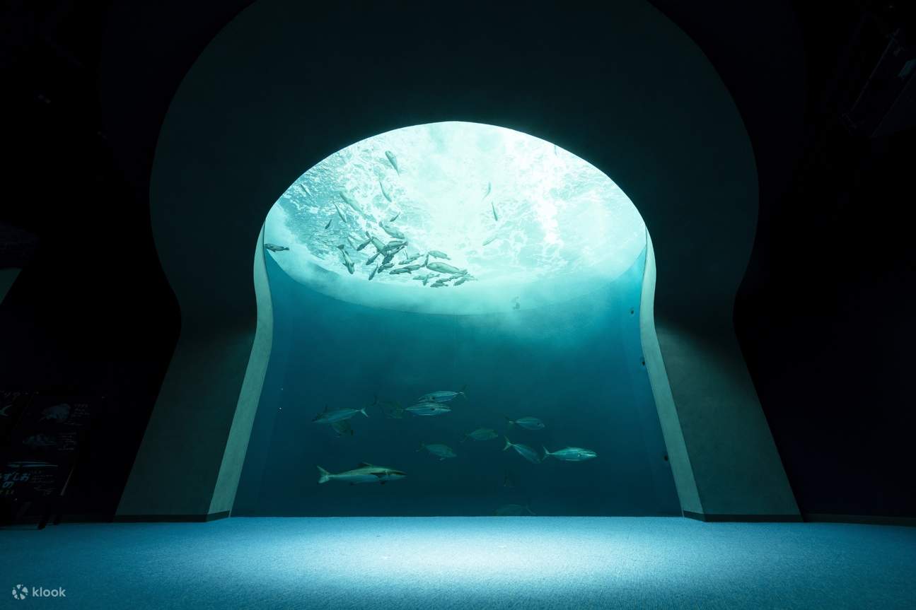 Whirlpool scenery (Image courtesy of Shikoku Aquarium)