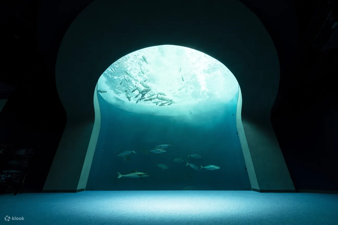漩涡风景（图片由四国水族馆提供）