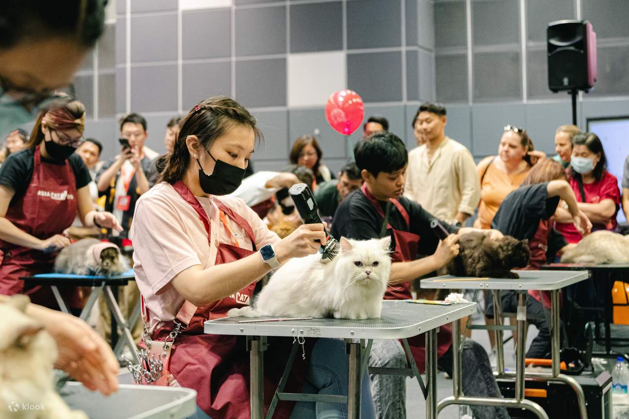 Bring your furry felines to Asia Cat Expo 2024! Klook