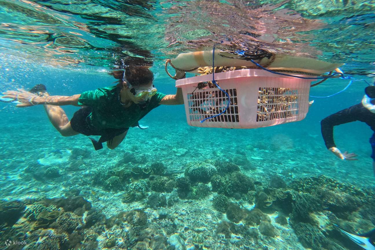 Посадка кораллов