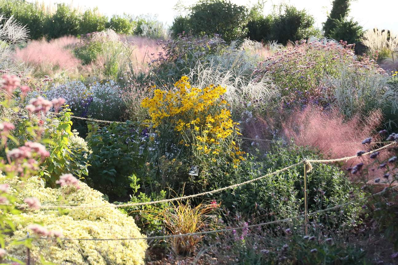 Camellia Hill Admission Ticket in Jeju