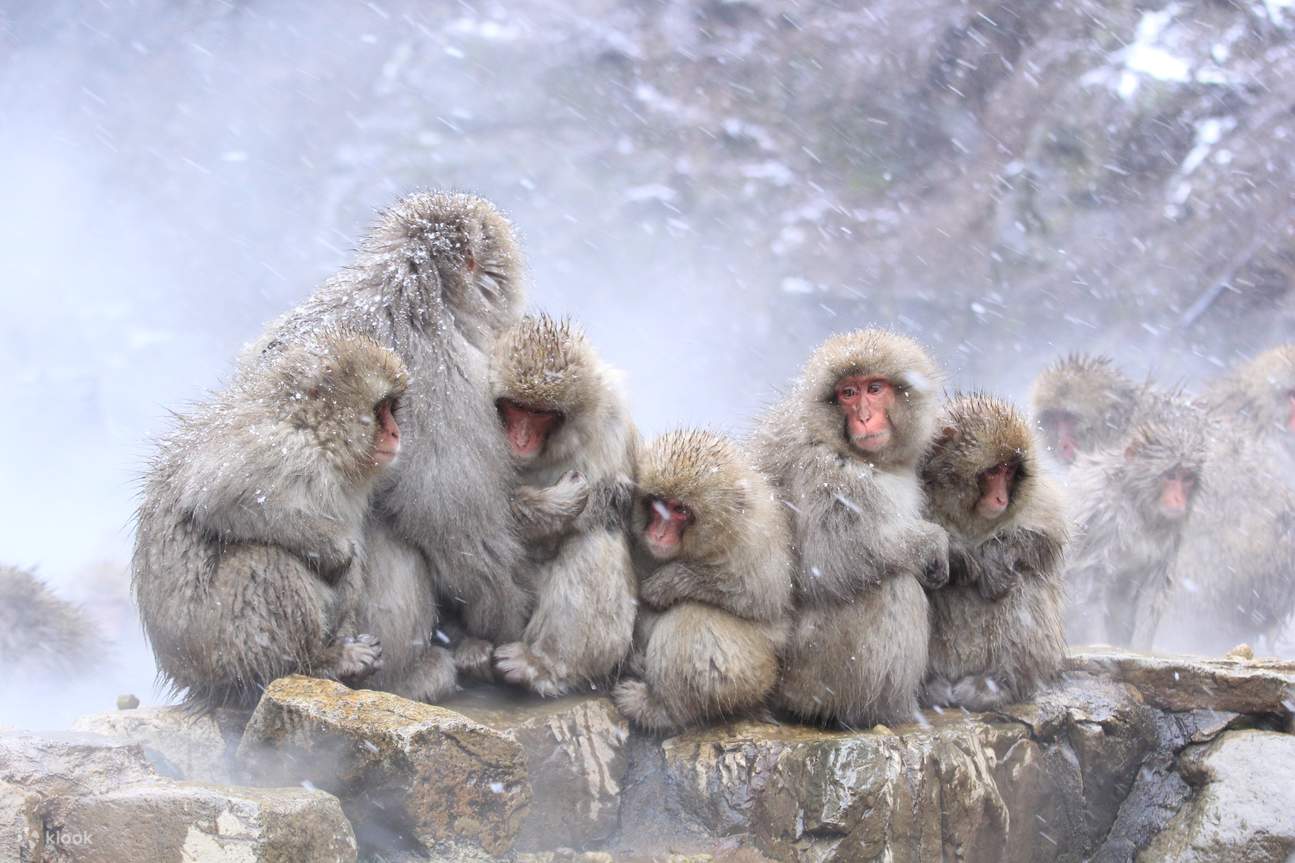 Tour Xe Buýt Công Viên Khỉ Tuyết Jigokudani và Khu Trượt Tuyết Nagano 2 ...