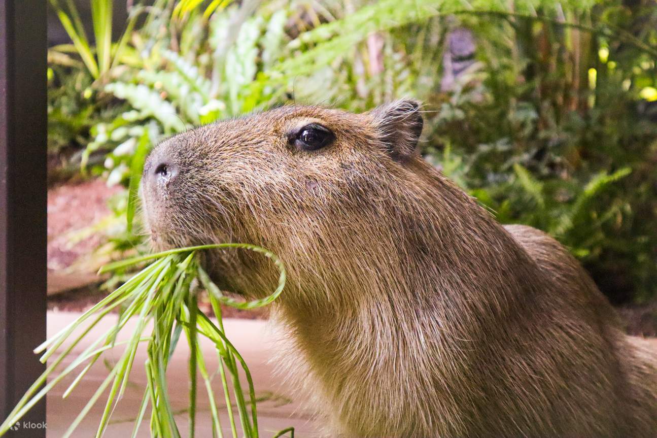 Aquarium Kawasui de Kawasaki