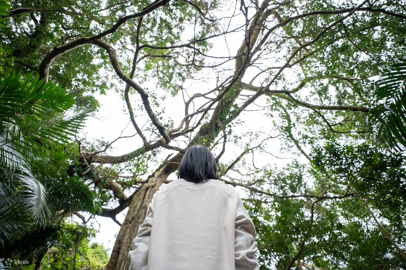 台东: 鸾山部落深度旅游导览