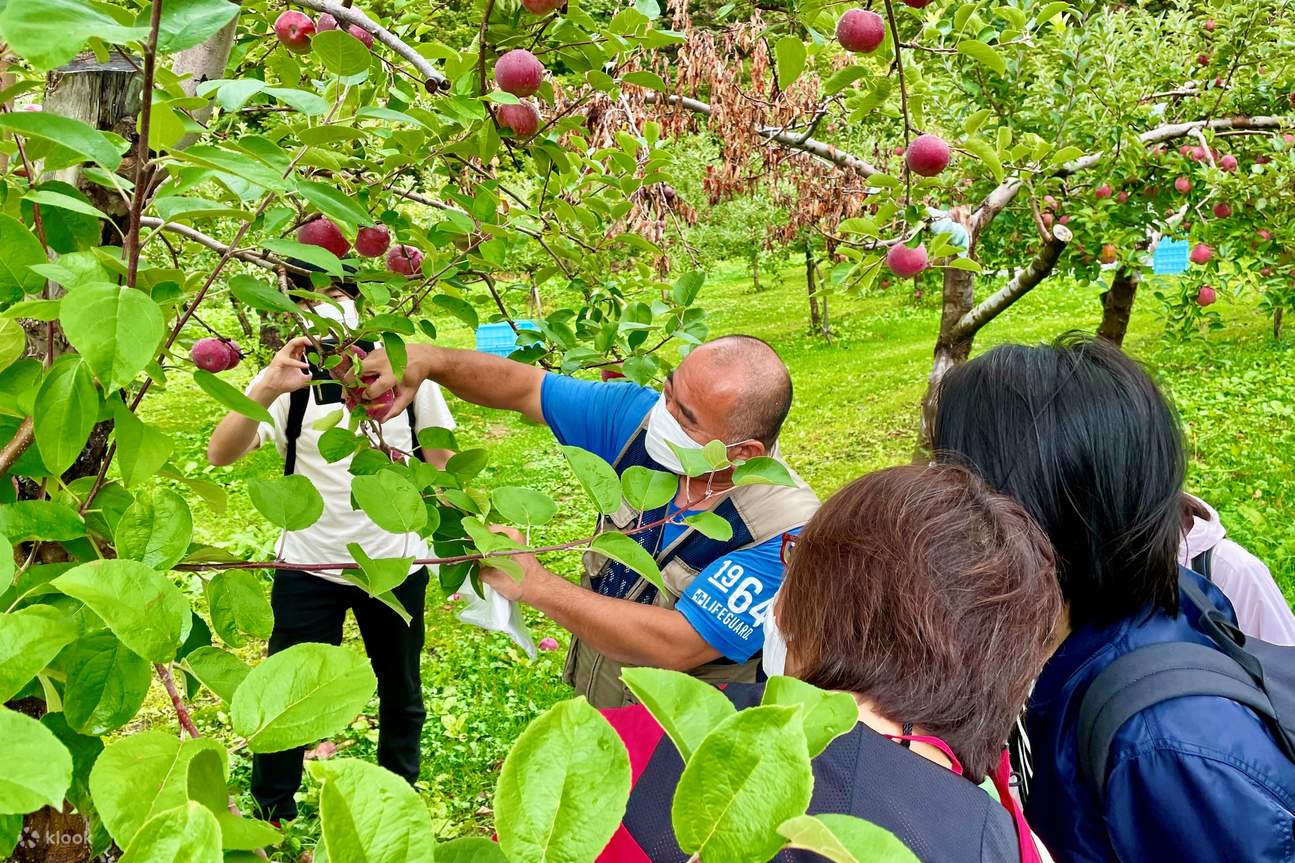 Trải nghiệm hái trái cây Hokkaido