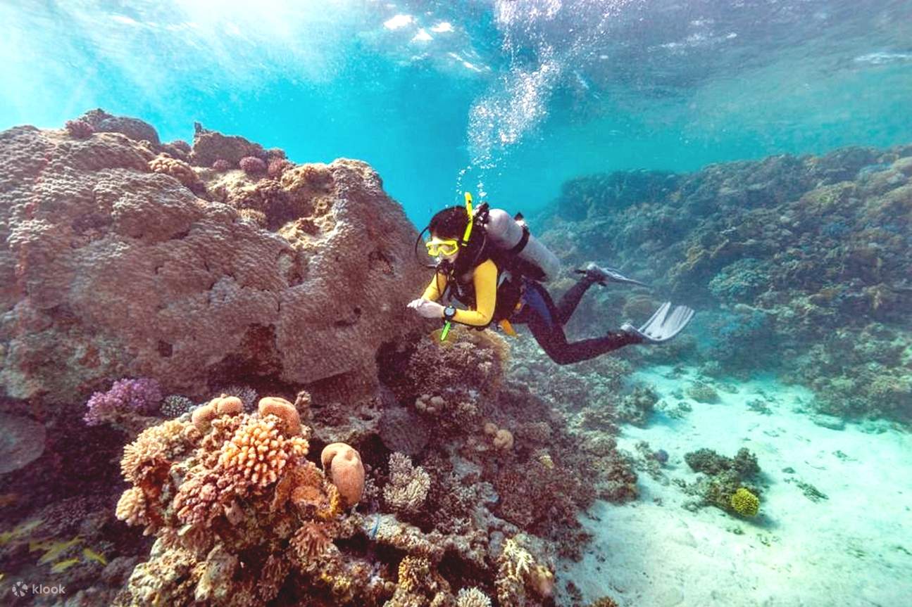 Sahl Hasheesh: Diving or Snorkeling Boat Trip with Lunch