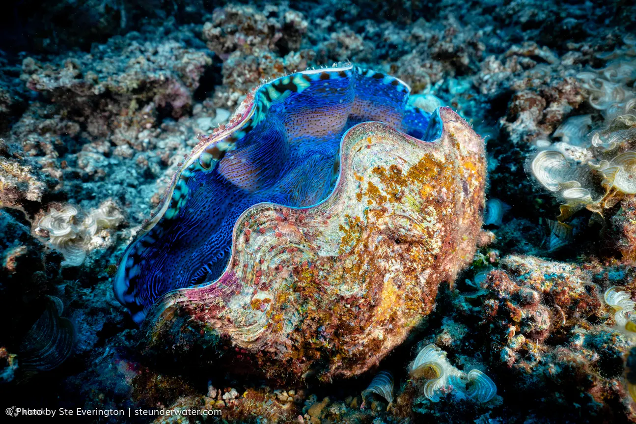 PADI 探索水肺潜水