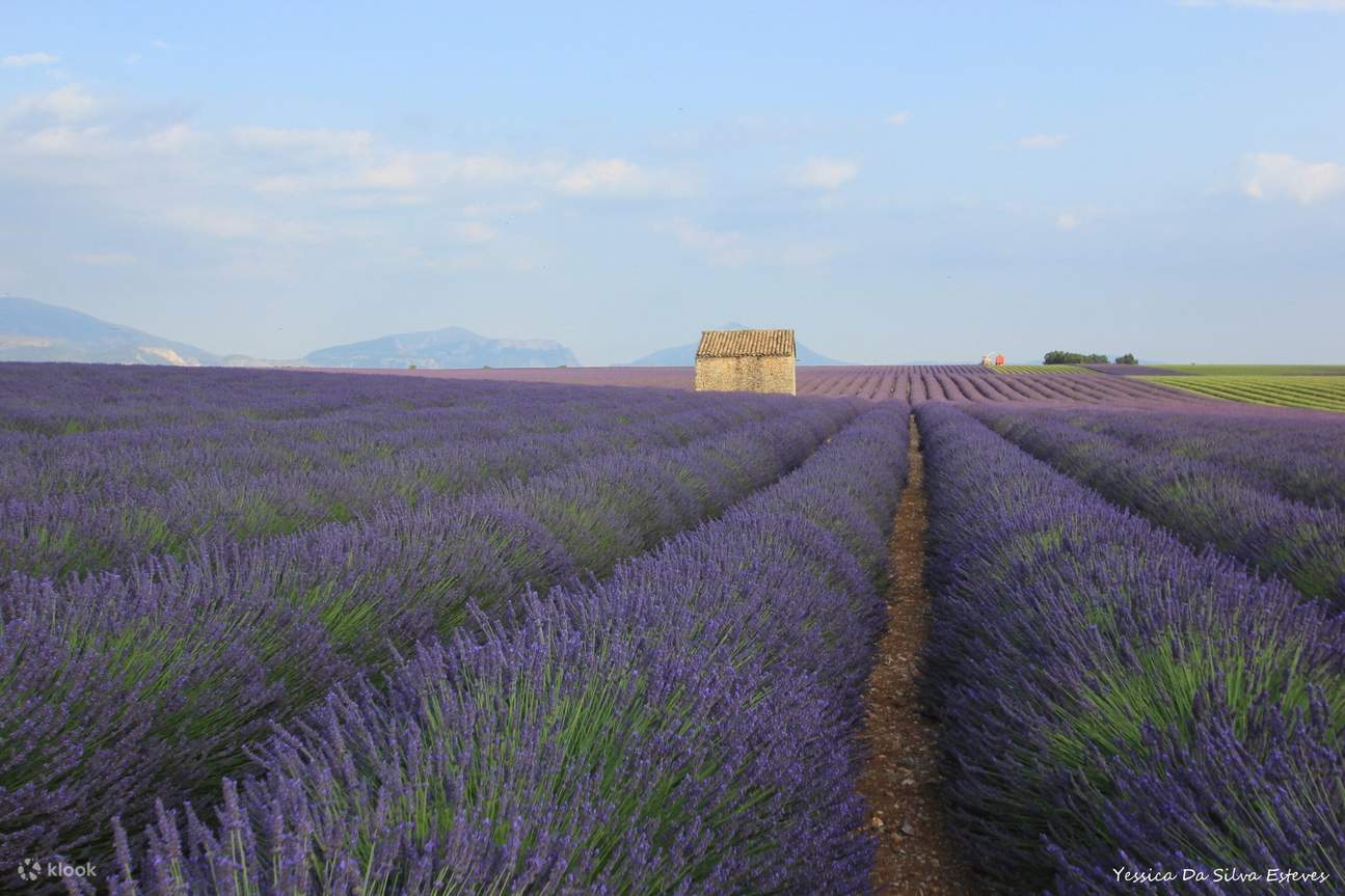 AixenProvence의 라벤더 풀 데이 Valensole 클룩 Klook 한국