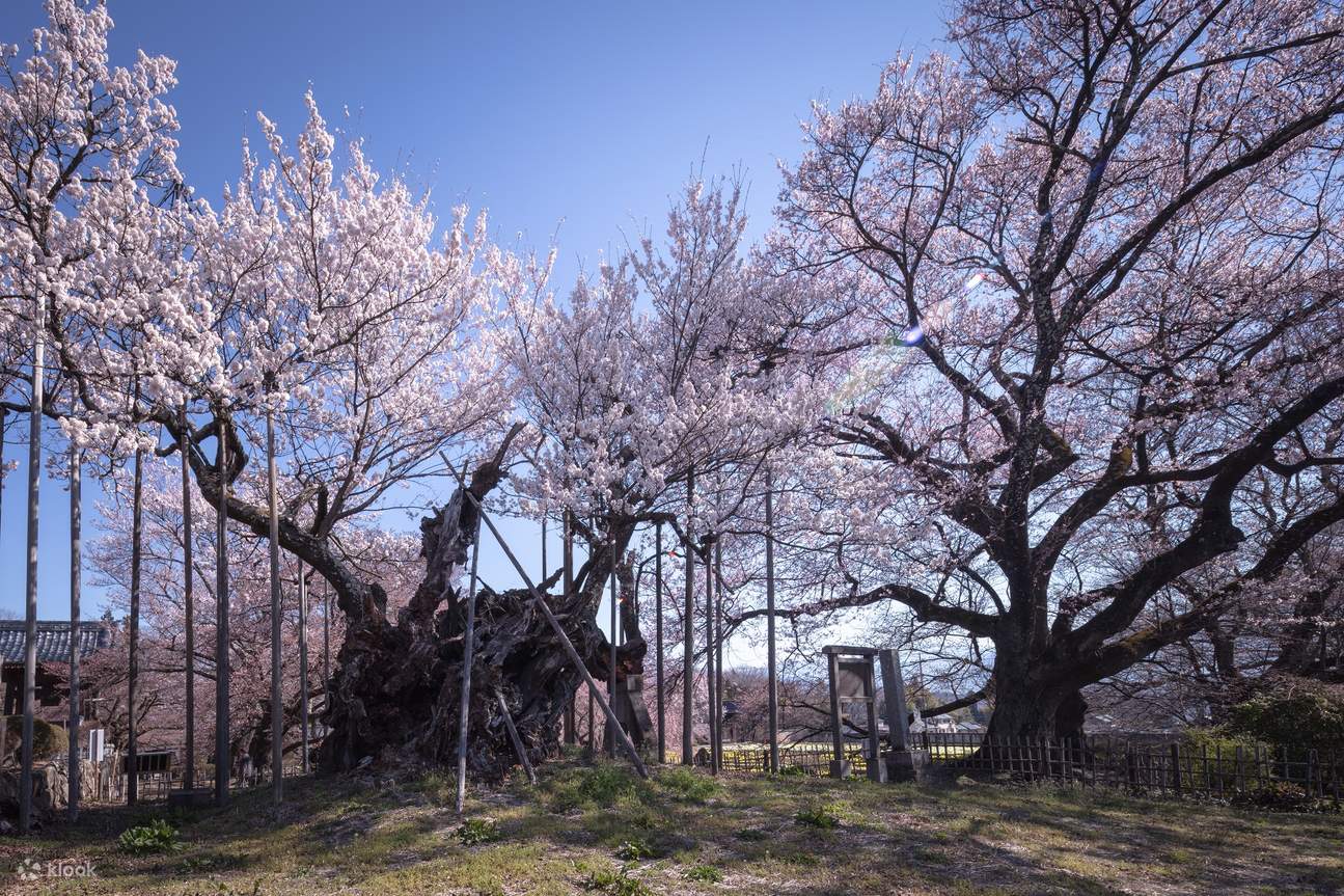 Yamanashi Takagami Sakura and Crocodzuka Cherry Blossoms One-day