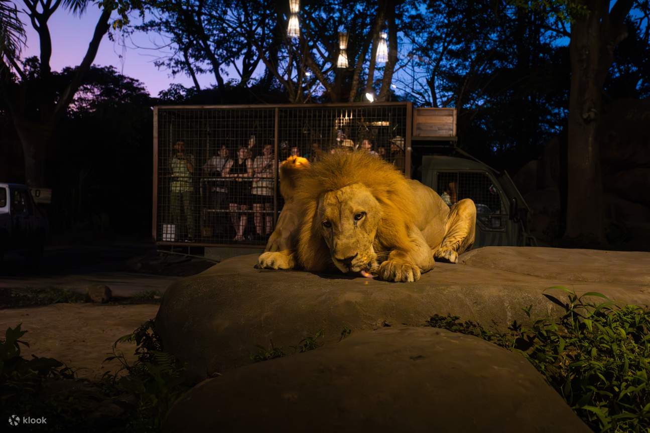 safari nocturno en Bali encuentro con leones