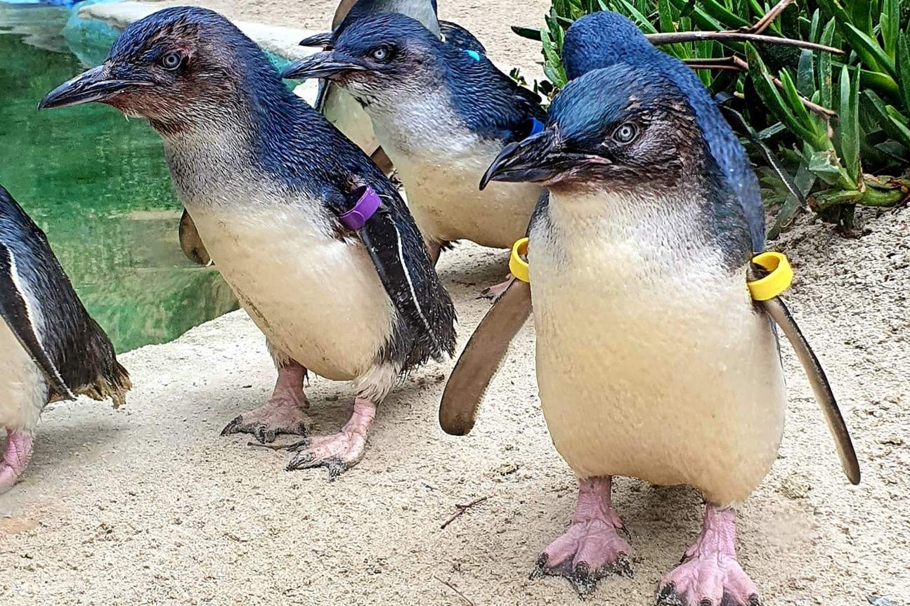 เพนกวินขนาดเล็กที่สุดในโลก