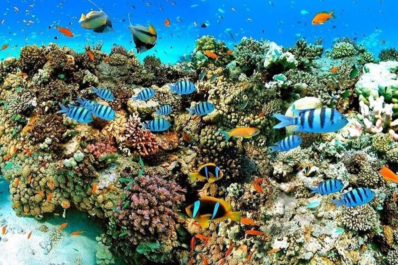 Tour di snorkeling ai Giardini di Corallo, transfer e pranzo – Marsa Alam