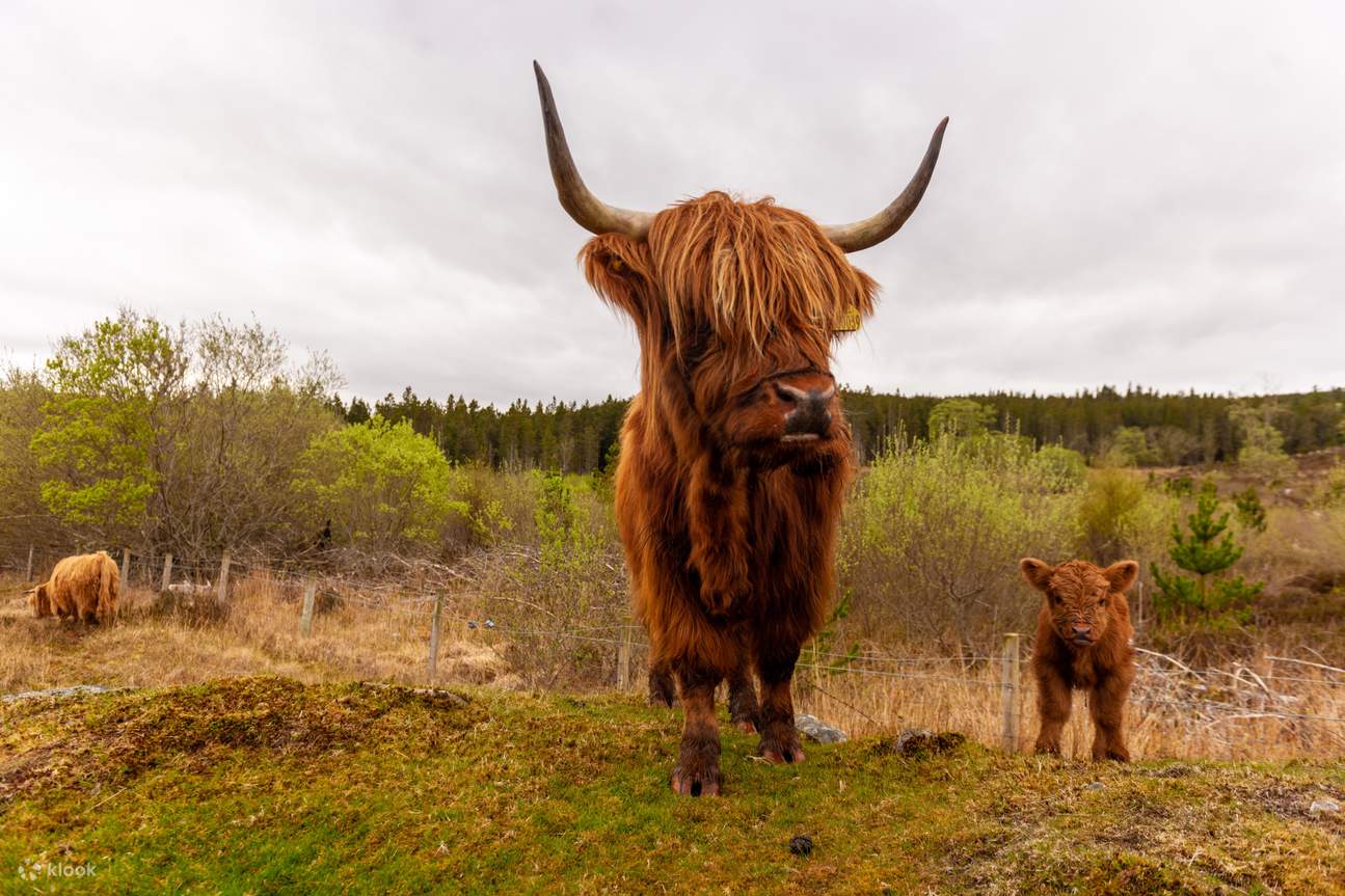 Loch Ness, Glencoe and the Highlands Day Tour from Edinburgh - Klook