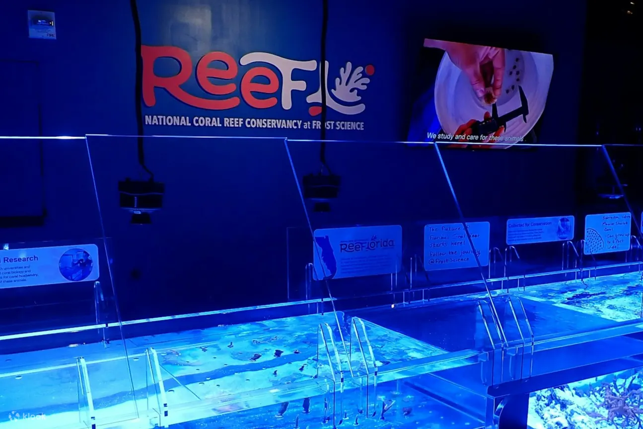 沉浸在活珊瑚礁展示的鲜艳色彩和精致动作中