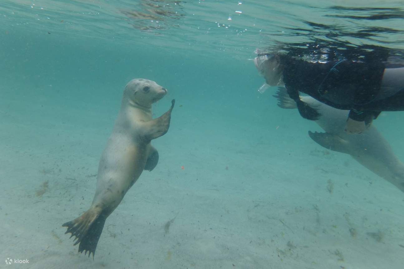 Unterwasser-Wochenendabenteuer in Port Lincoln