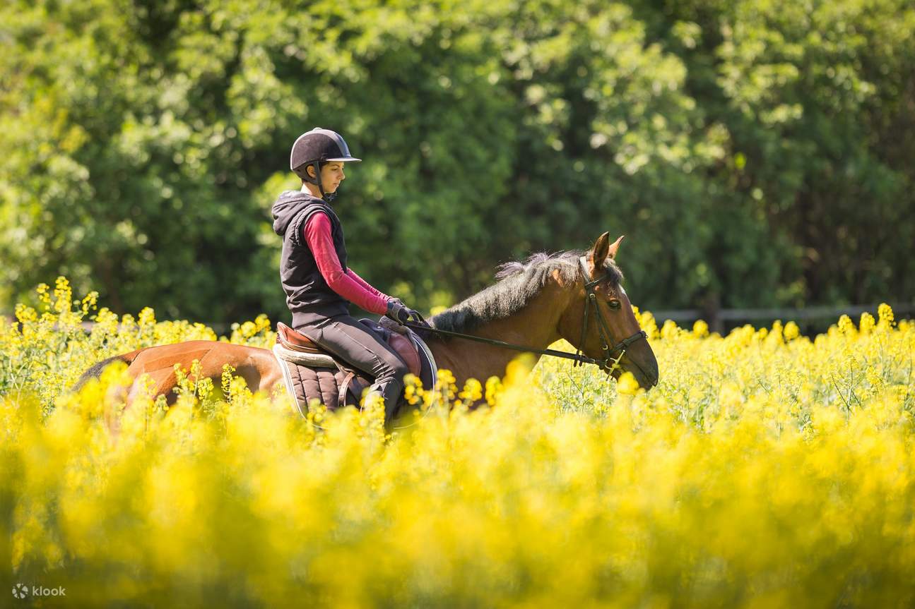 Horseback Riding Experience in Marmaris Klook