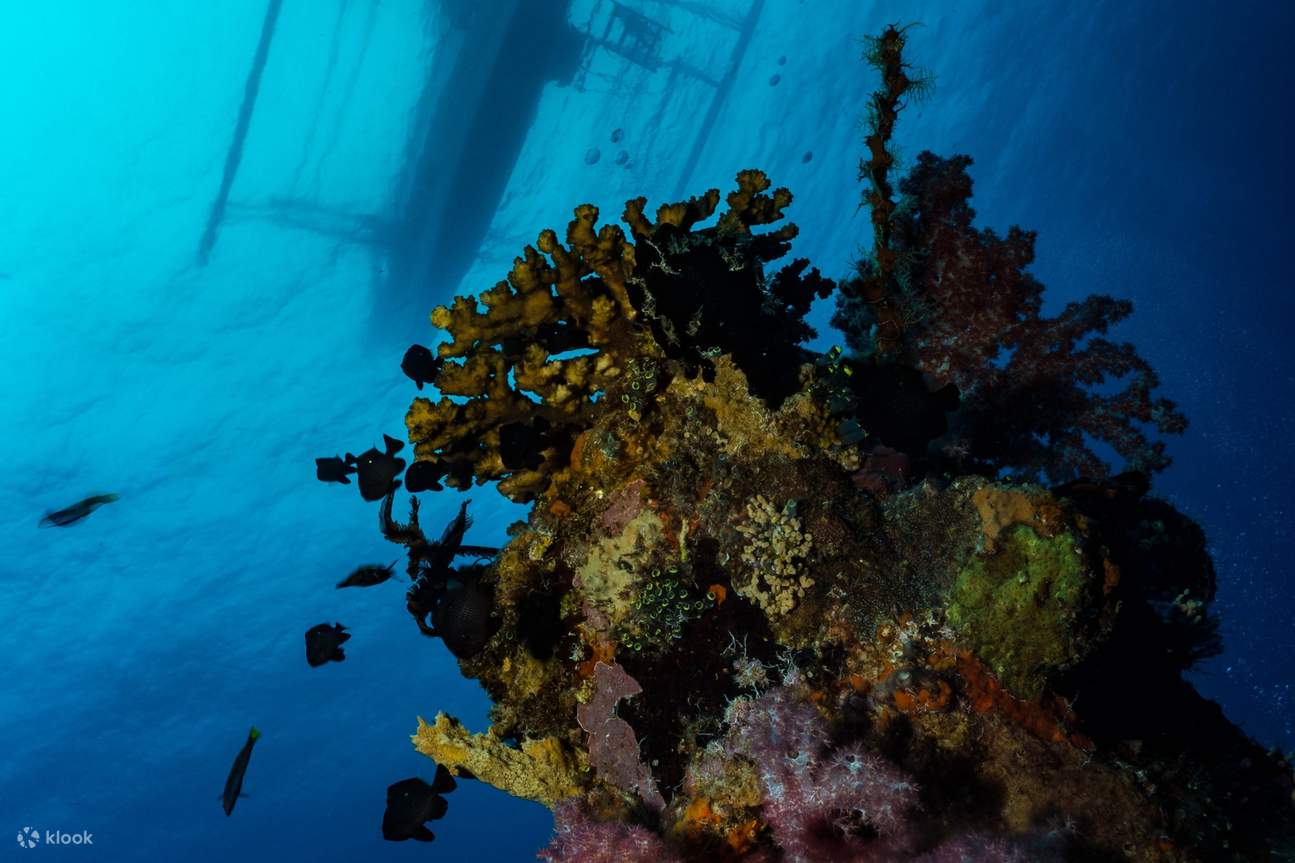 Подводный коралл с лодкой, плывущей над ним