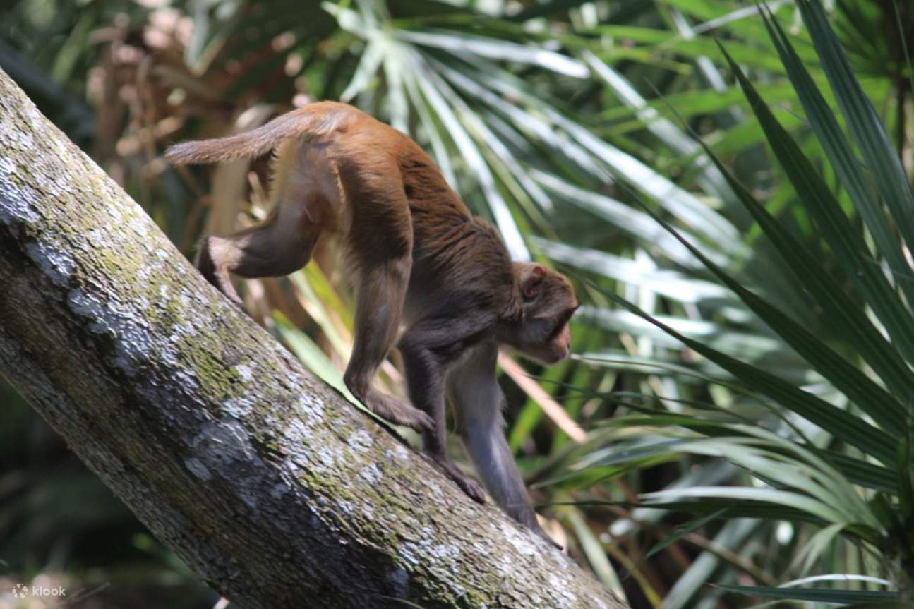Понаблюдайте за игривыми обезьянами, качающимися на ветвях в окружающих лесах