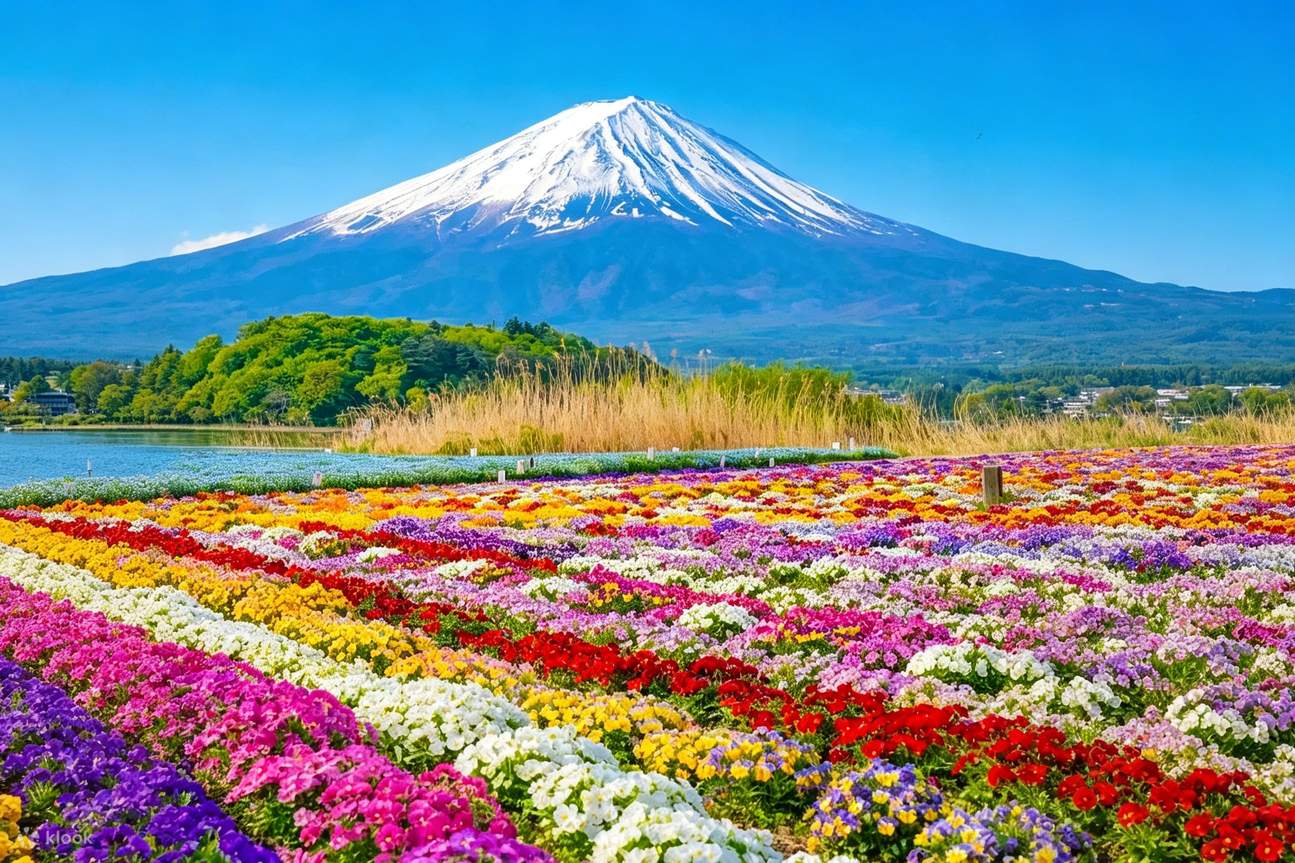 One-Day Cherry Blossom Viewing Tour | Mount Fuji Cherry Blossom