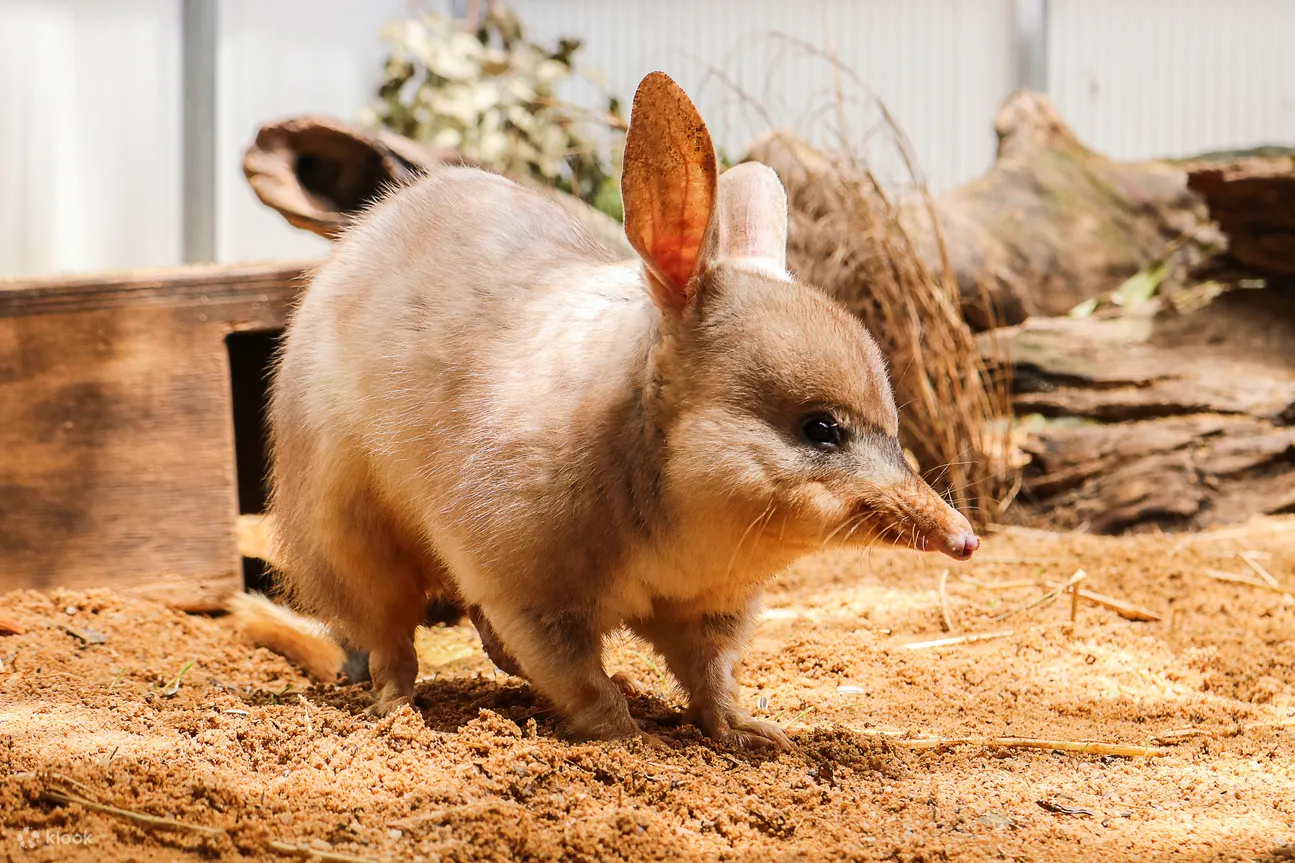 Currumbin Wildlife - Currumbin Wildlife Bilbys